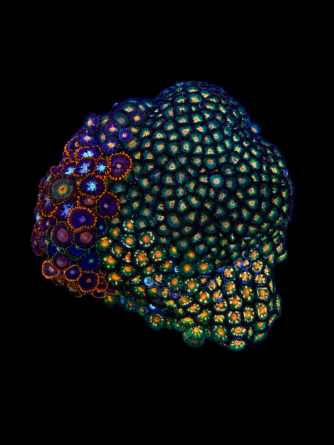 WYSIWYG Zoanthid Coral Garden