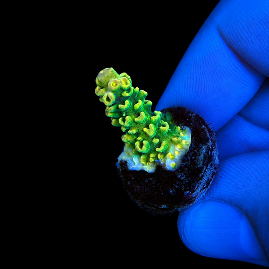 WYSIWYG Rainbow Envy Acropora Coral Frag