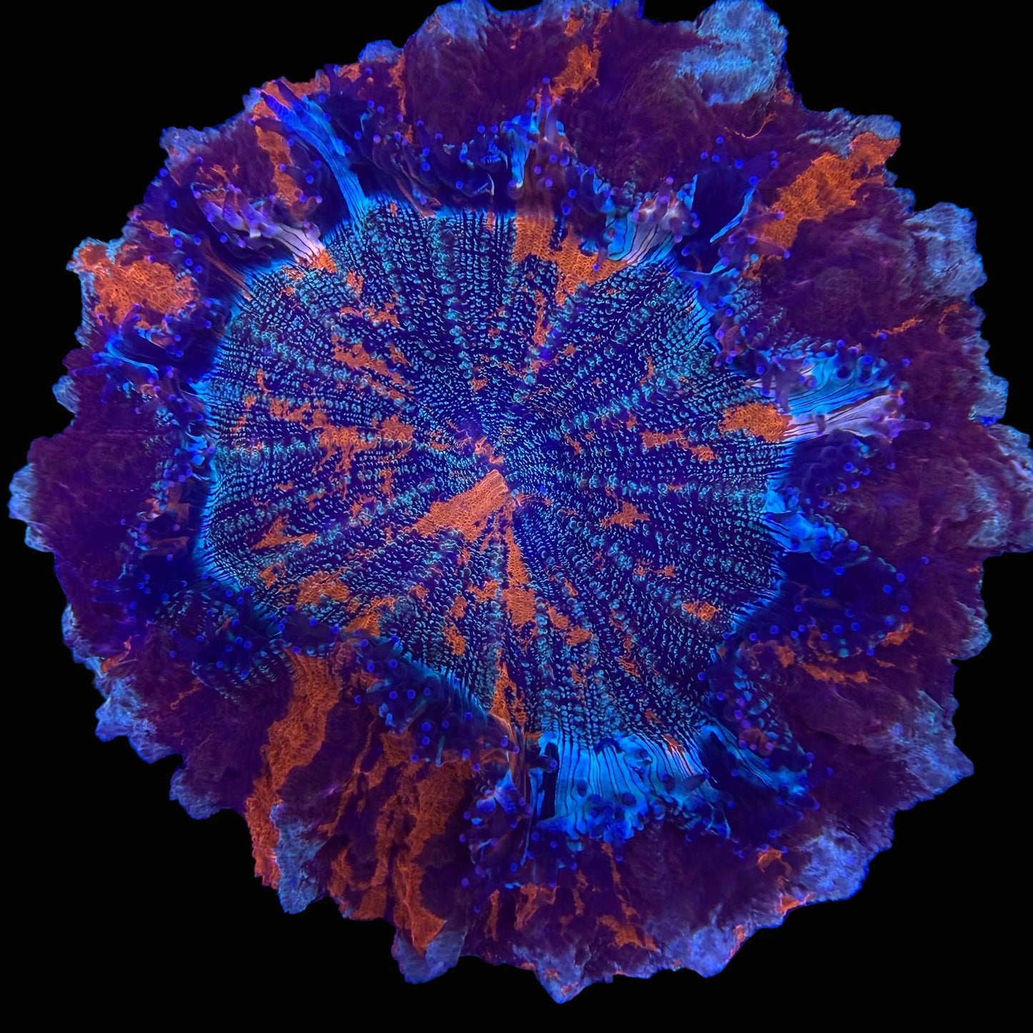 WYSIWYG Master Glitter Acanthophyllia Coral