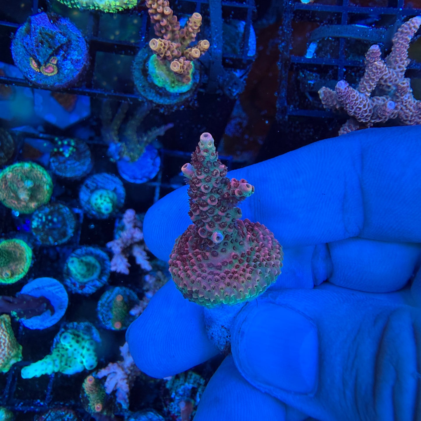WYSIWYG Phantom Millepora Coral