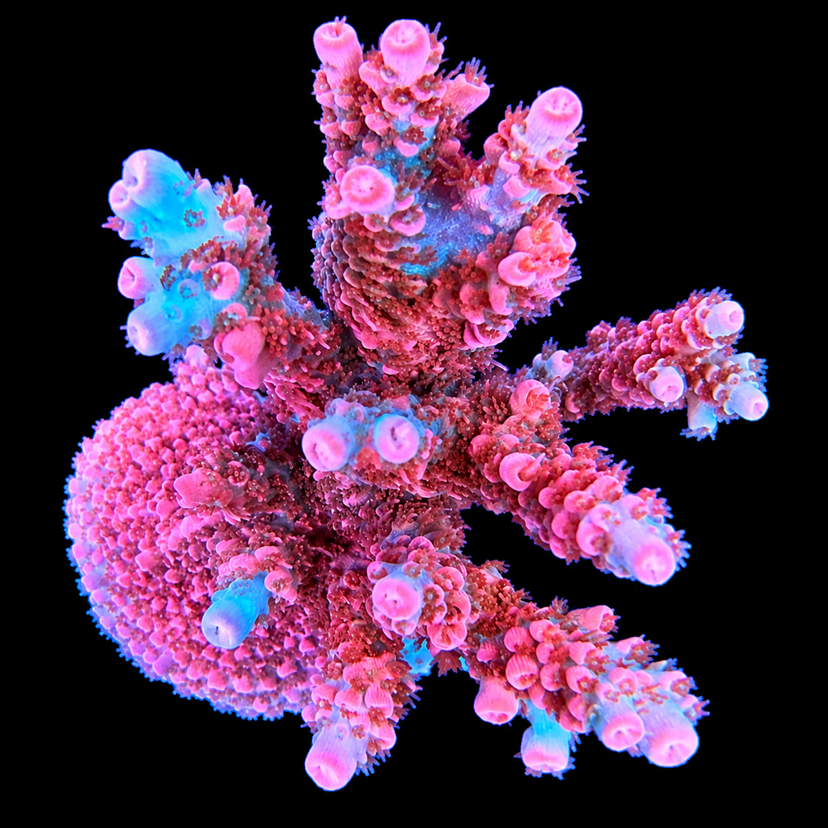 TSA Prairie Fire Acropora Coral