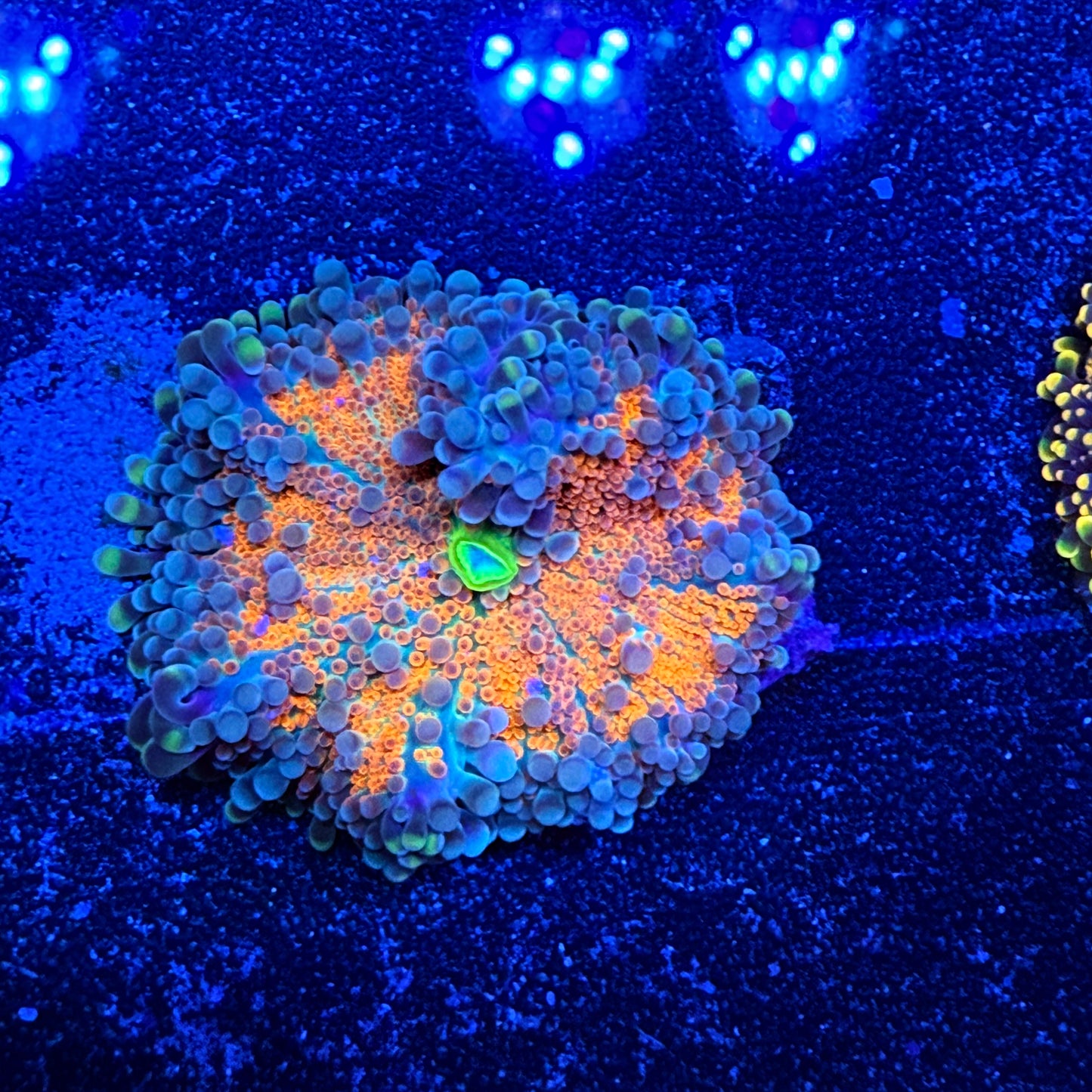 WYSIWYG Ultra Yuma Mushroom Coral