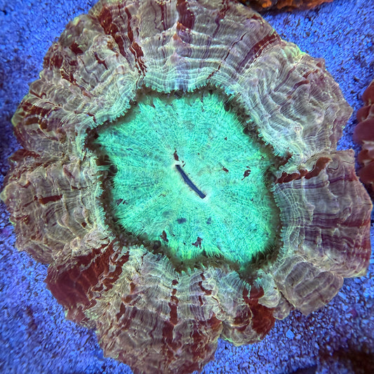 WYSIWYG Acanthophyllia