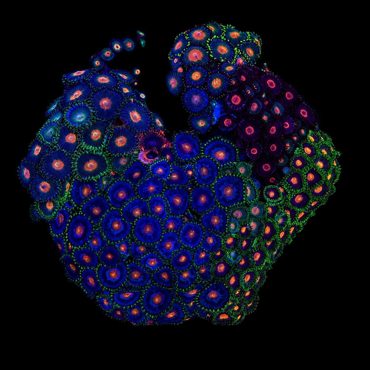 WYSIWYG Zoanthid Coral Garden
