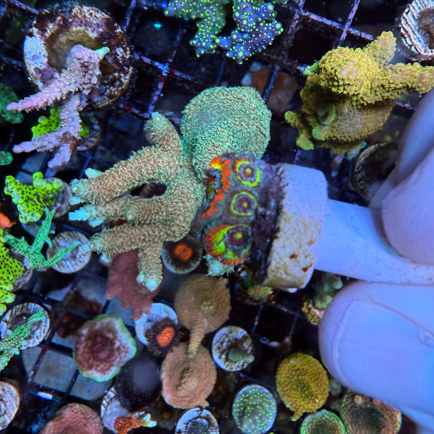 WYSIWYG Holy Grail Micromusa Coral