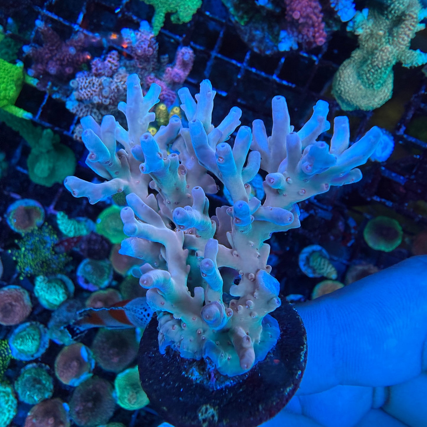 AS Acropora Lokani