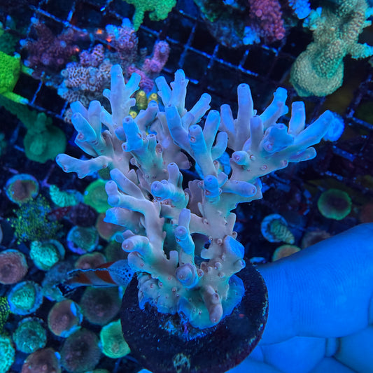 AS Acropora Lokani