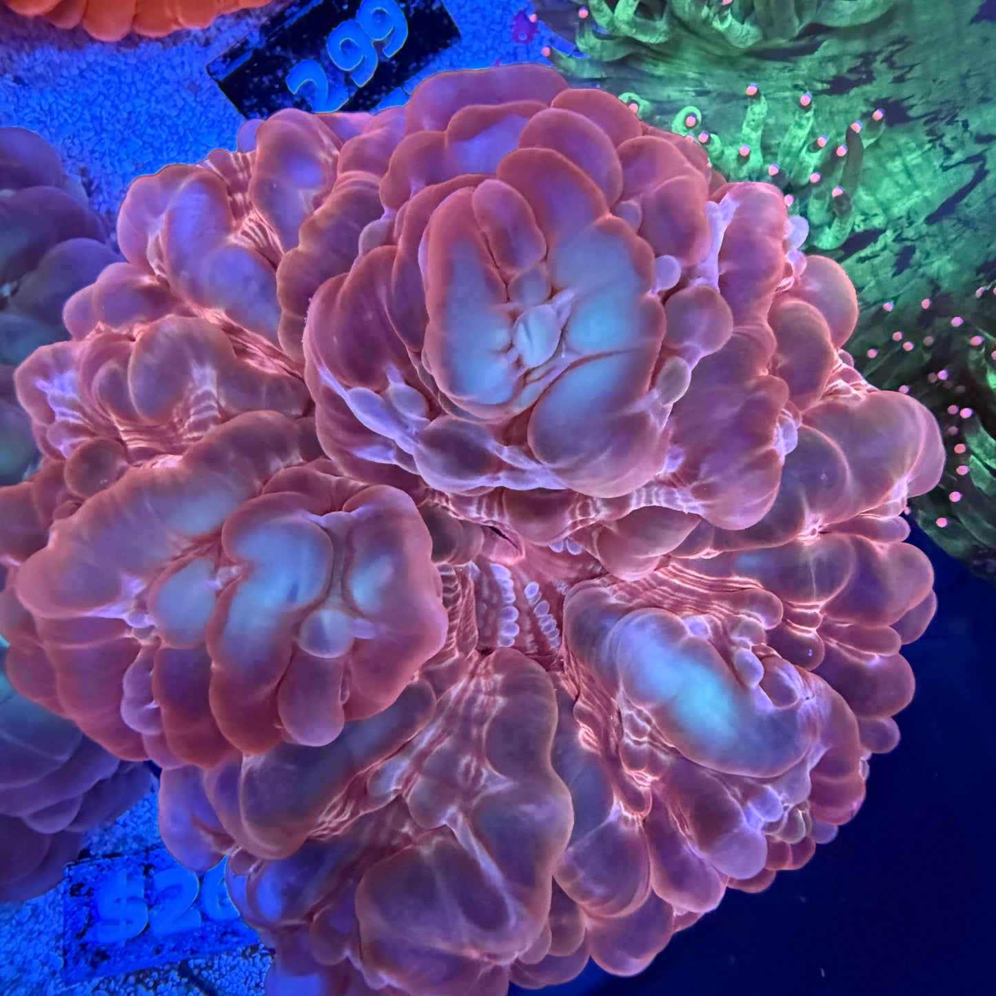 WYSIWYG Ultra Red Cynarina Coral