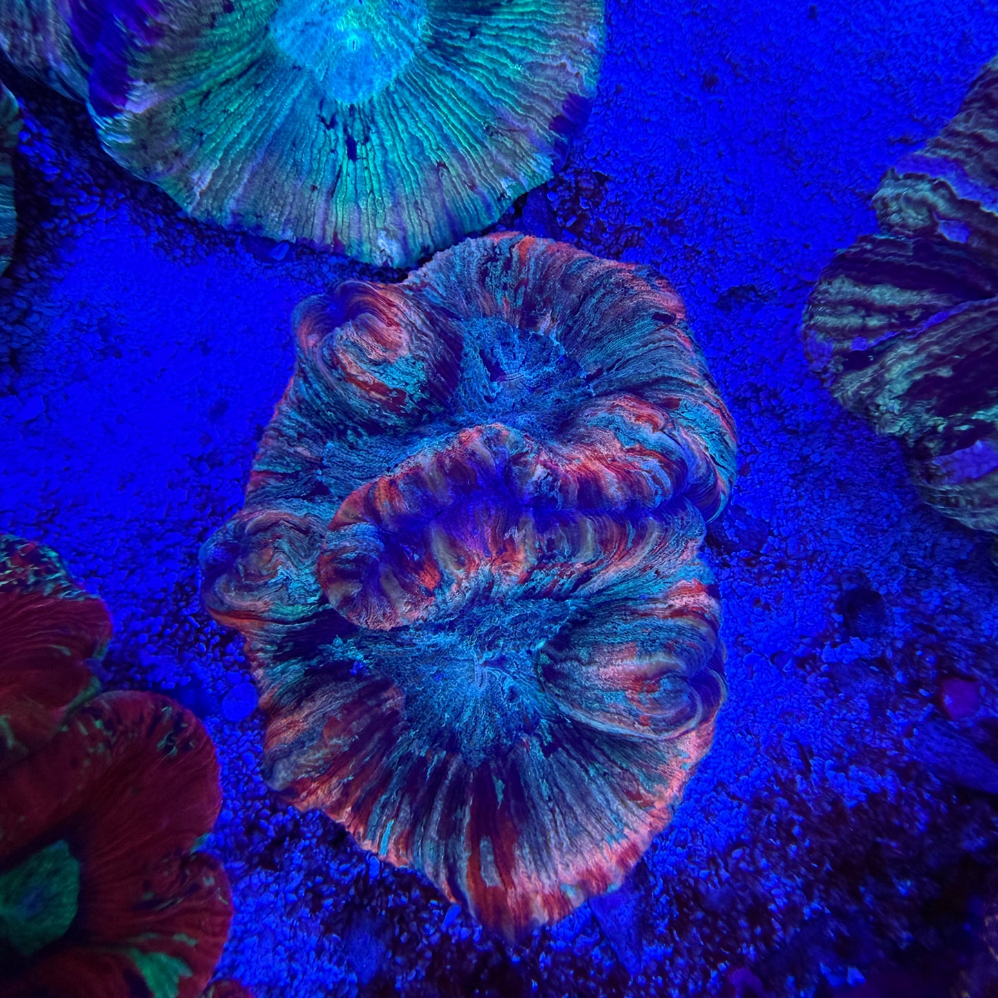 WYSIWYG Wellsophyllia Coral