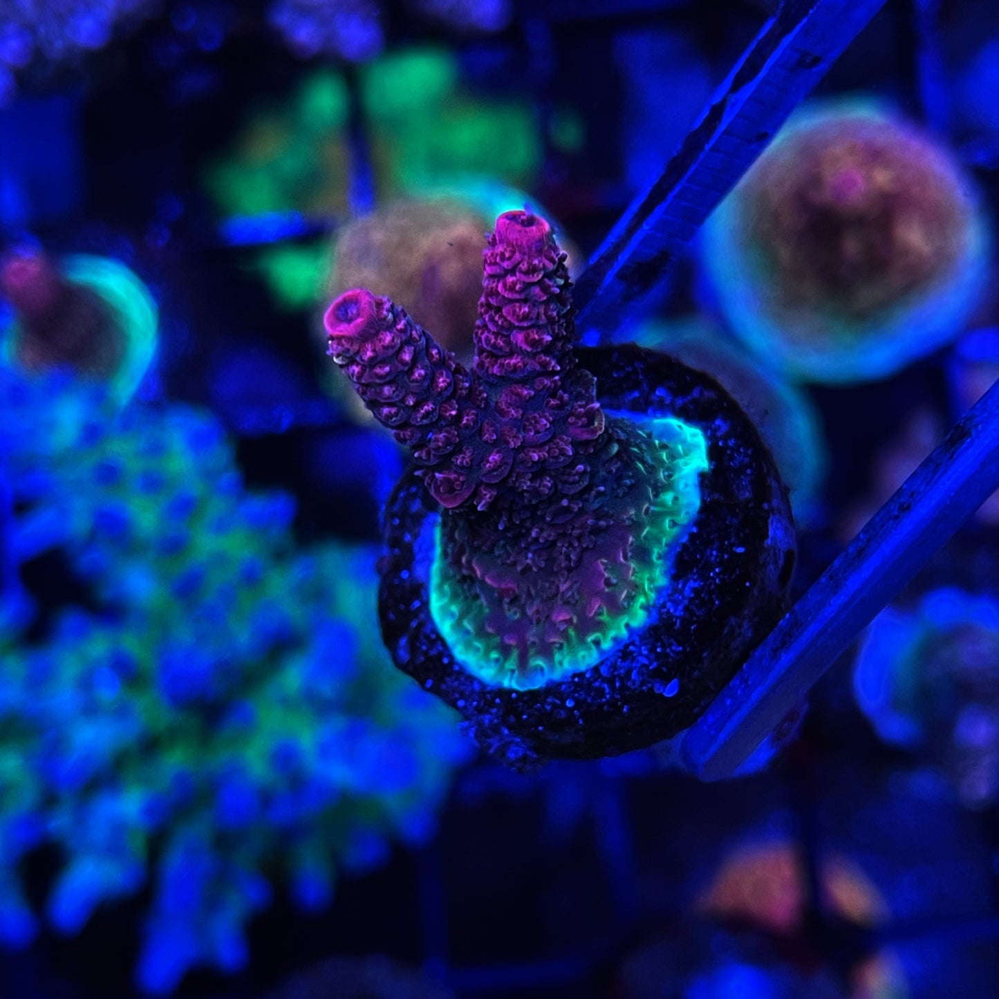 Phantom Millepora Acro