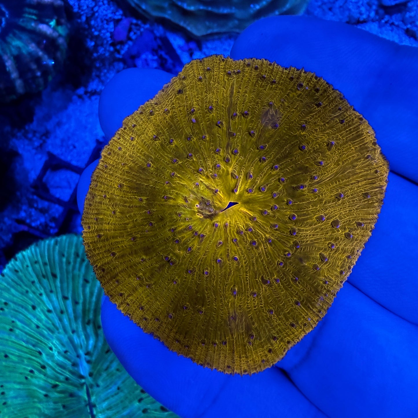 WYSIWYG Orange Plate Coral