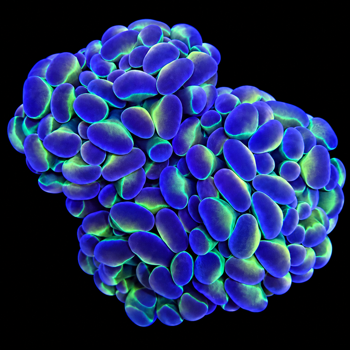WYSIWYG Hologram Hammer Coral