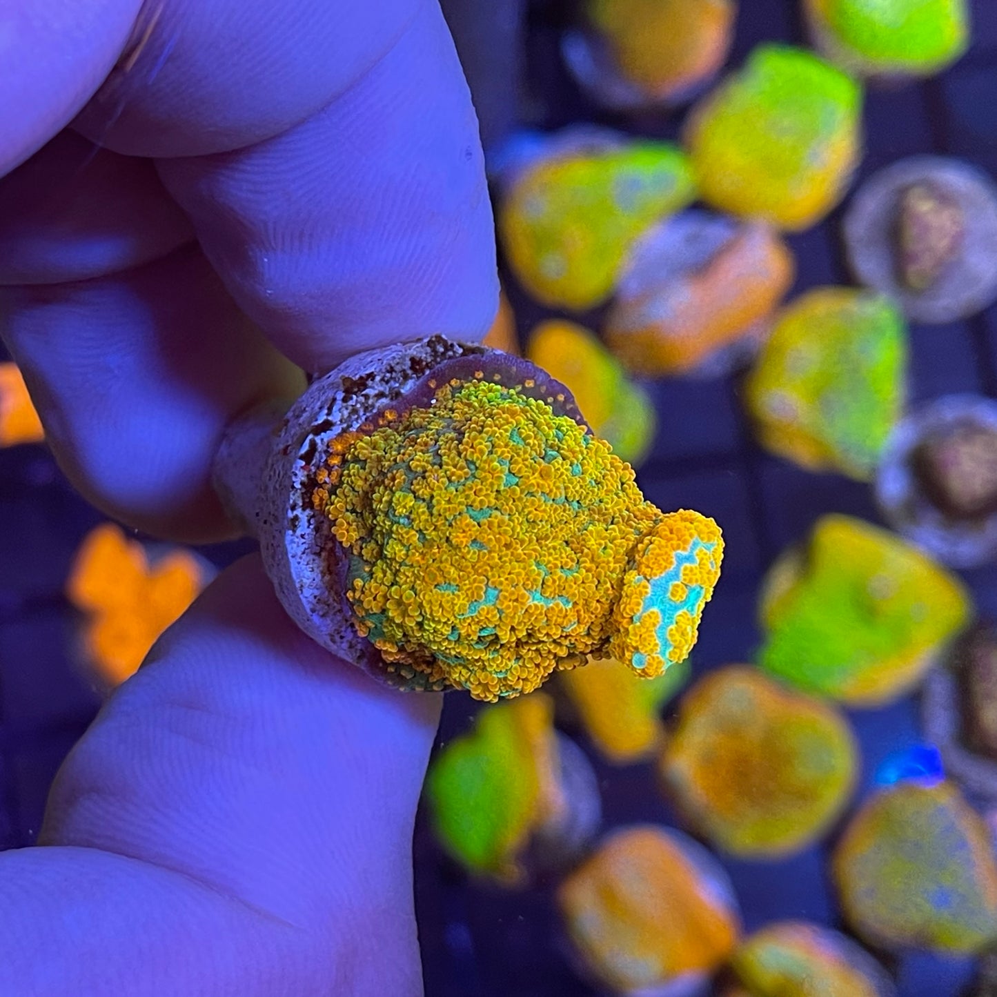 Aquaman Montipora