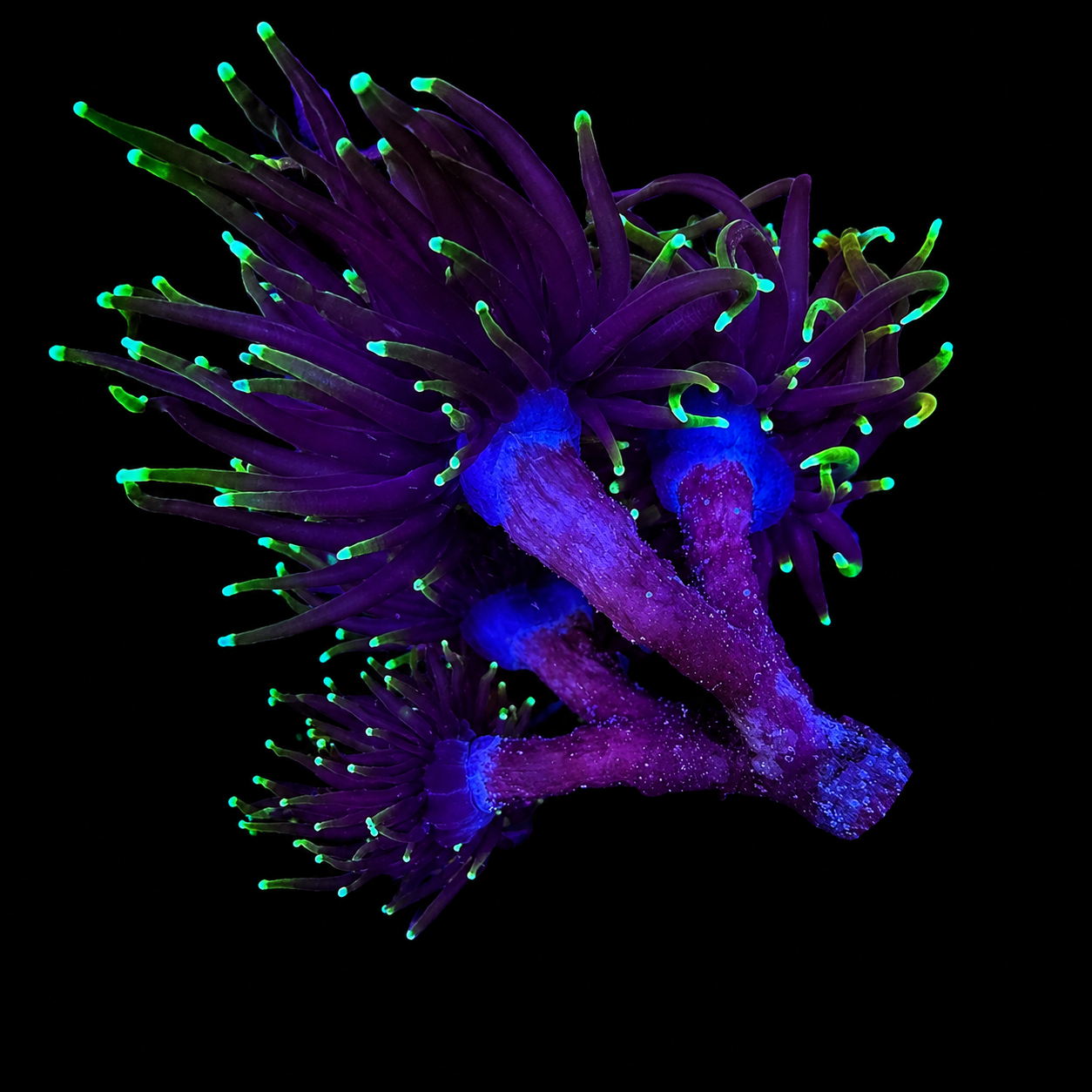 WYSIWYG Blowtorch Torch Coral