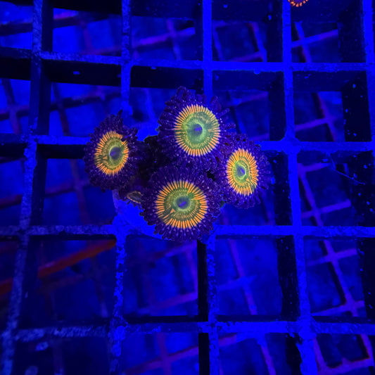 WYSIWYG Sunny D Zoas