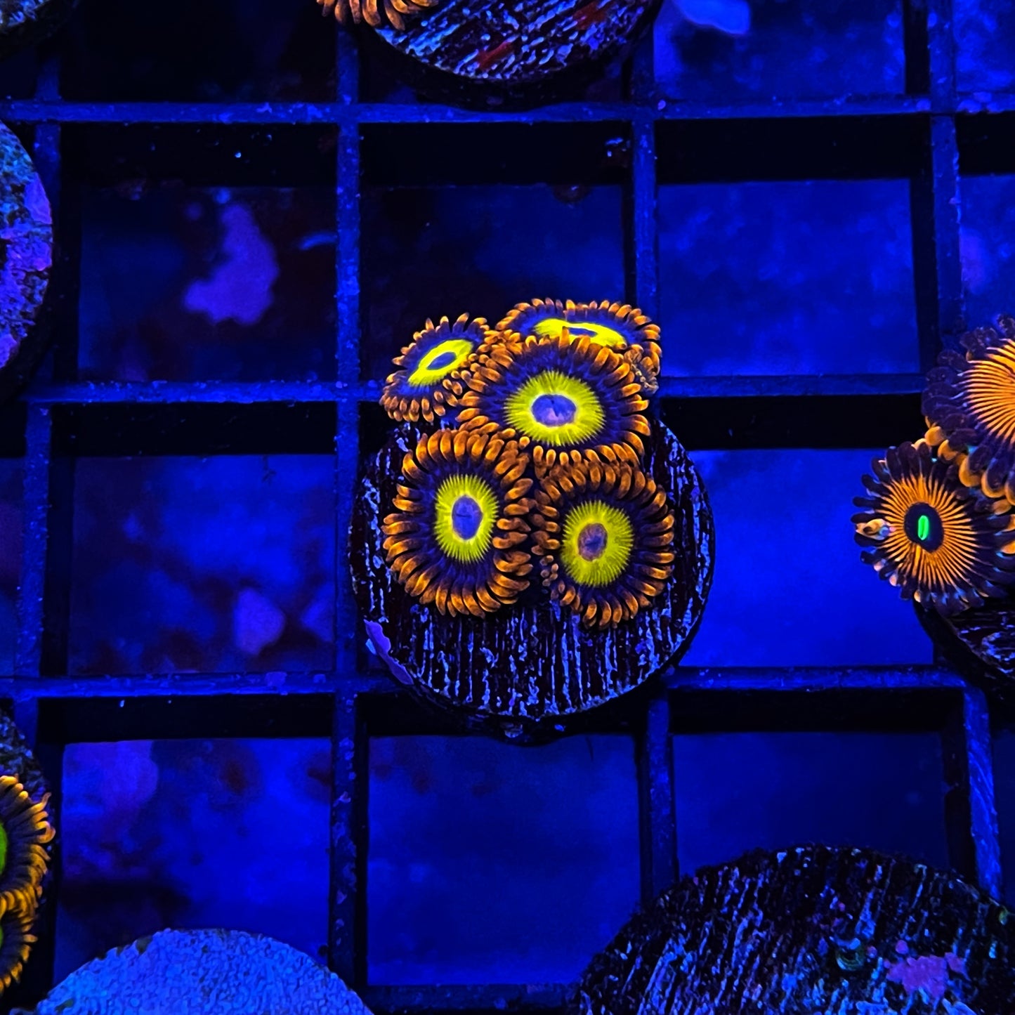 Fruit Loops Zoanthids