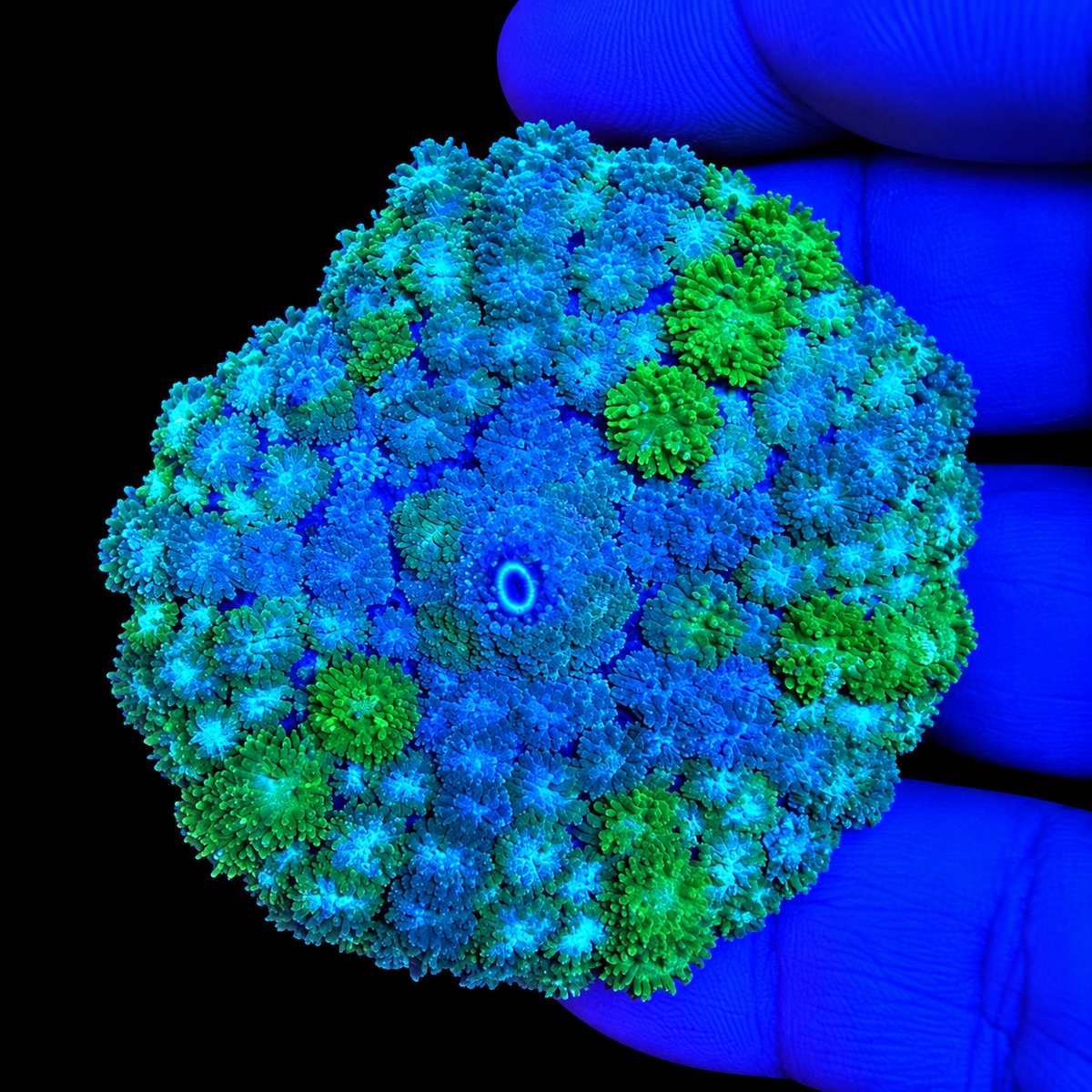 WYSIWYG LG High End Pincushion Coral