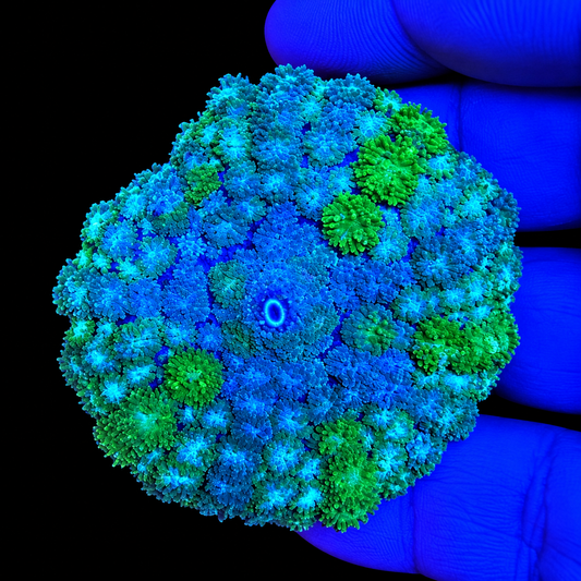 WYSIWYG LG High End Pincushion Coral