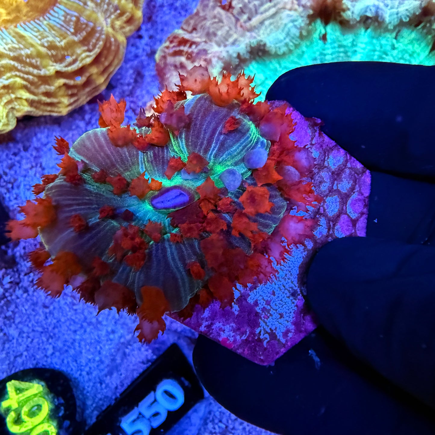 WYSIWYG St. Thomas Mushroom