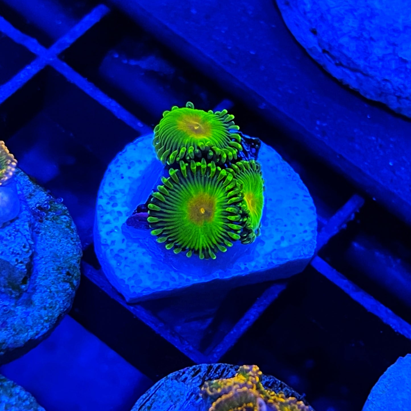 WWC Golden Gods Zoanthids