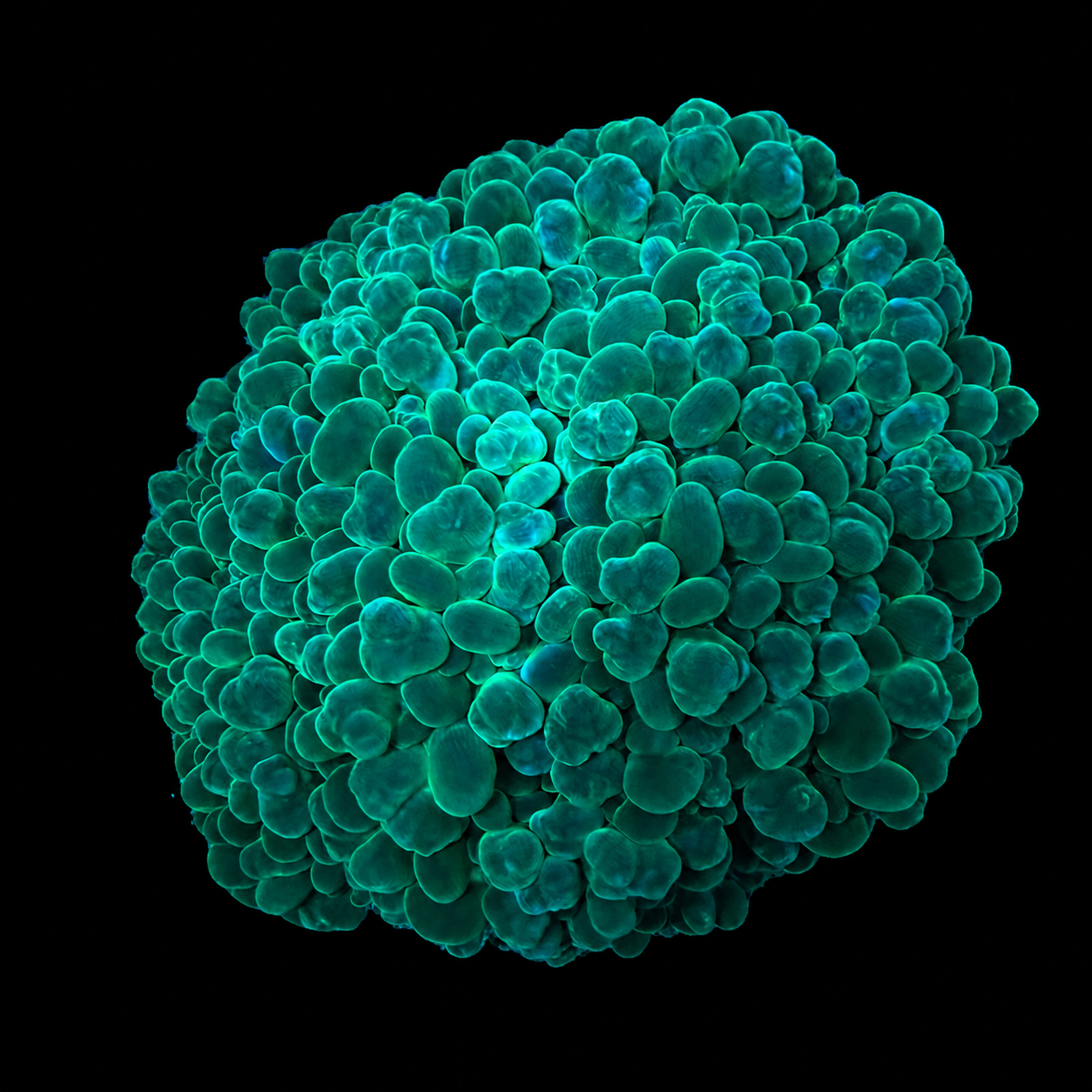 WYSIWYG Bubble Coral