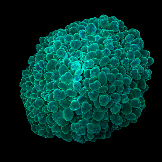 WYSIWYG Bubble Coral