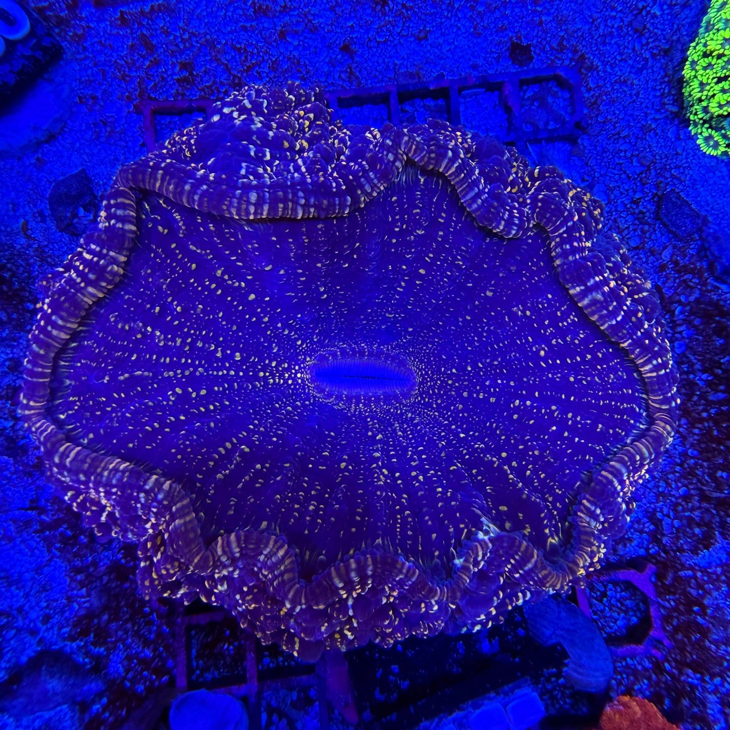 WYSIWYG Acanthophyllia Coral