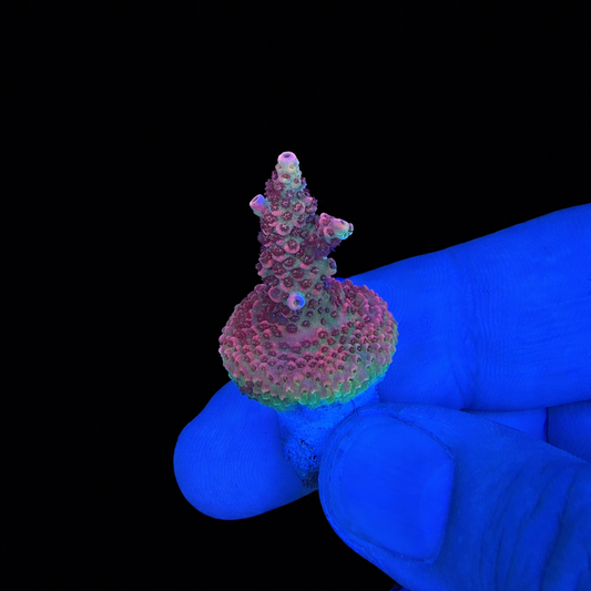 WYSIWYG Phantom Millepora Coral