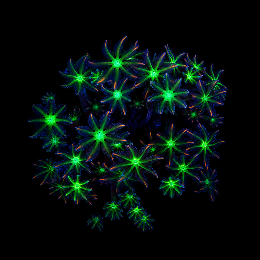 WYSIWYG Ultra Clove Polyp Coral