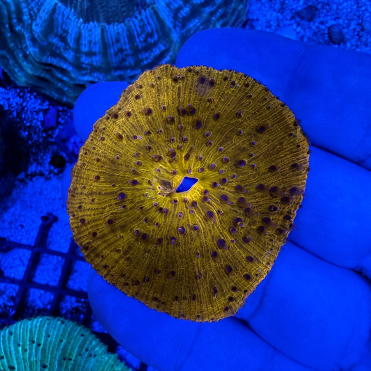 WYSIWYG Orange Plate Coral