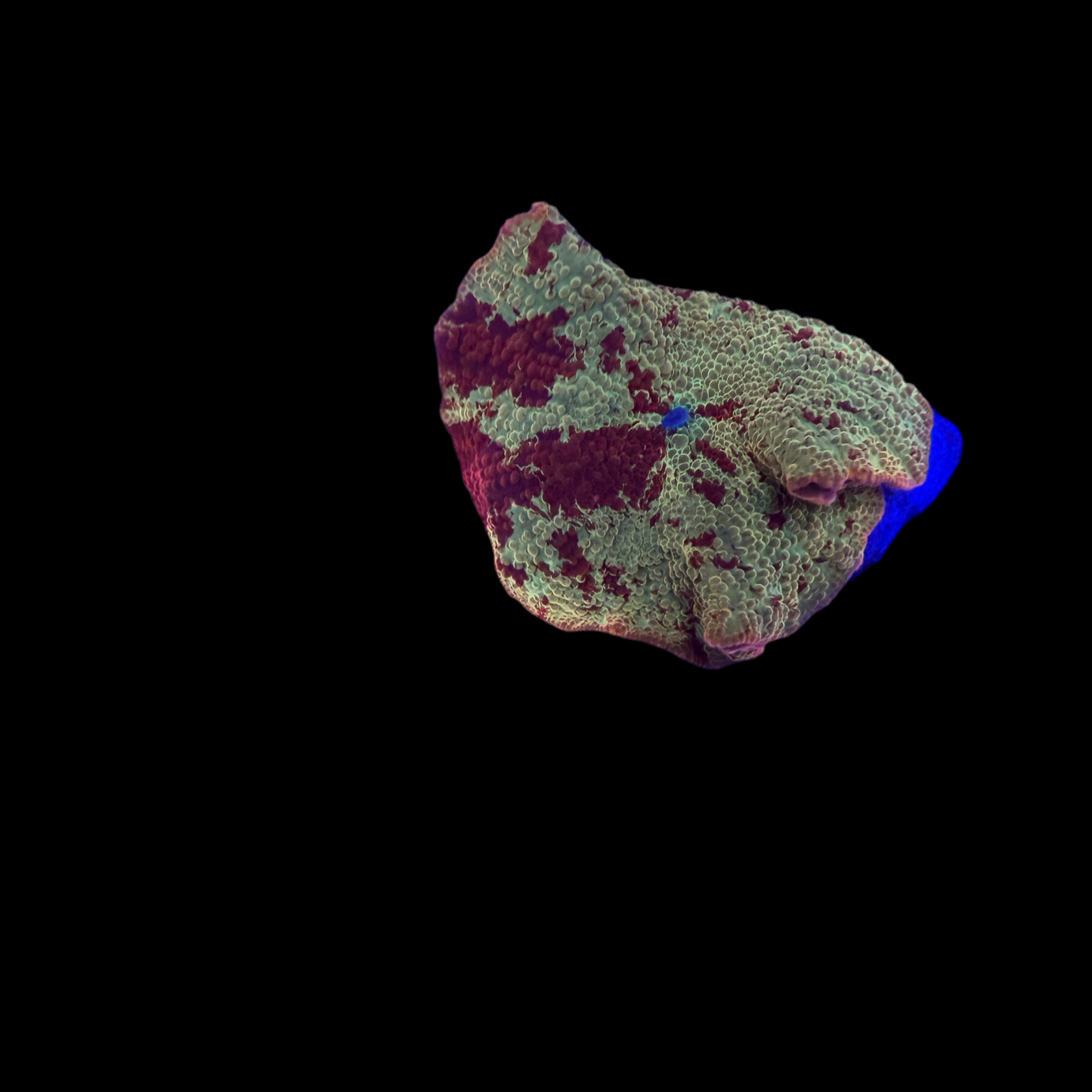 WYSIWYG Jawbreaker Mushroom