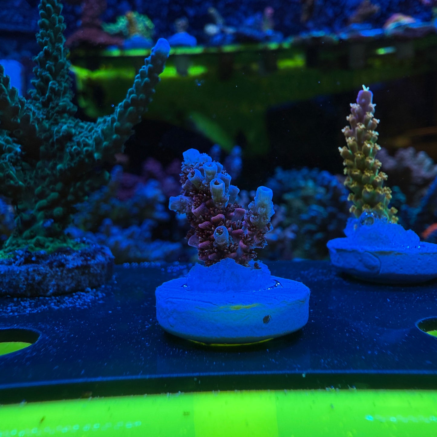 WYSIWYG TSA Daydream