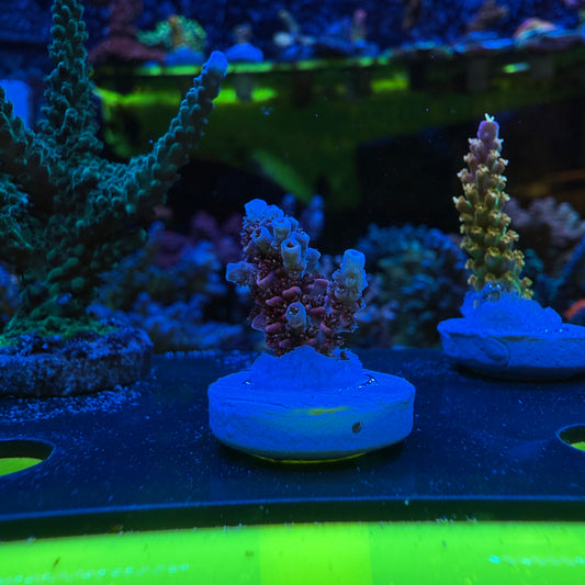 WYSIWYG TSA Daydream