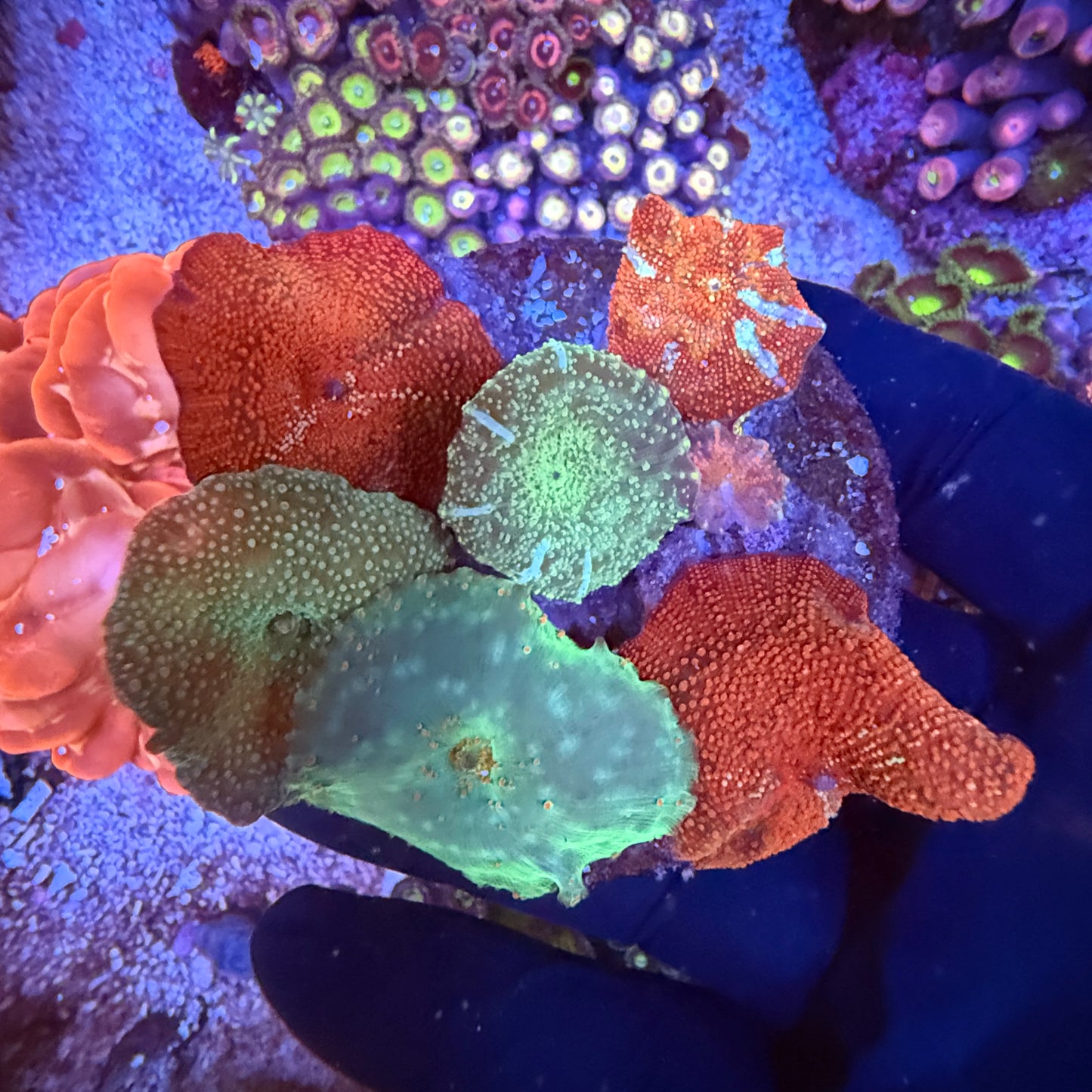 WYSIWYG Discosoma Mushroom Rock