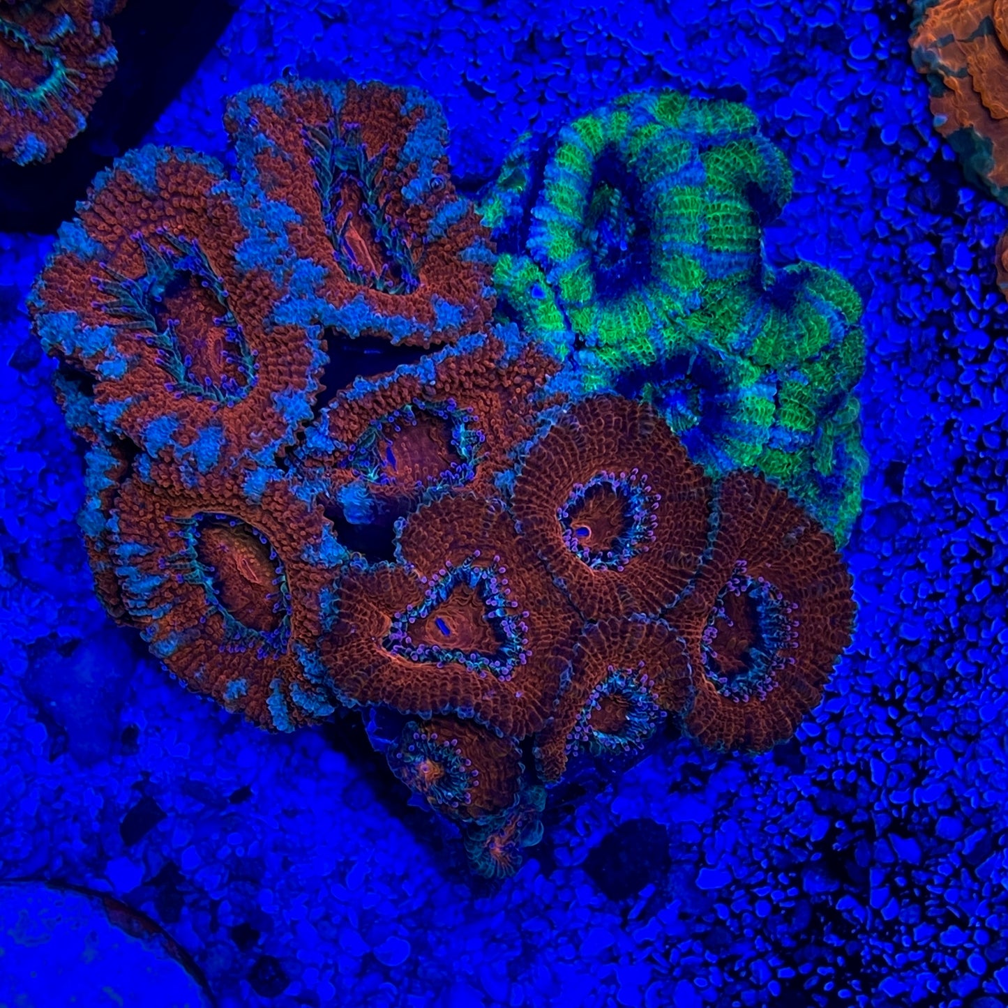 Acan Trio