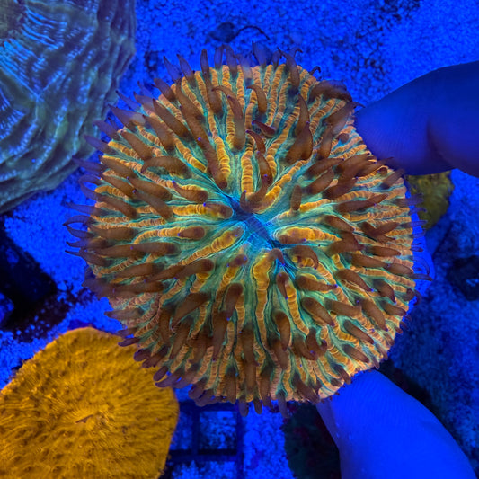 WYSIWYG Ultra Plate Coral