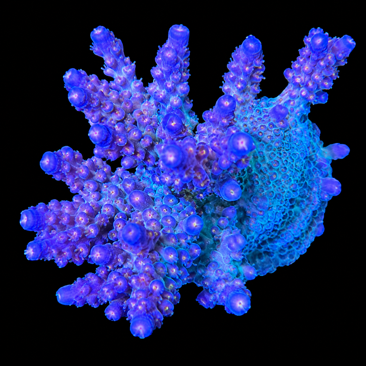 ARC Fireworks Acropora Coral