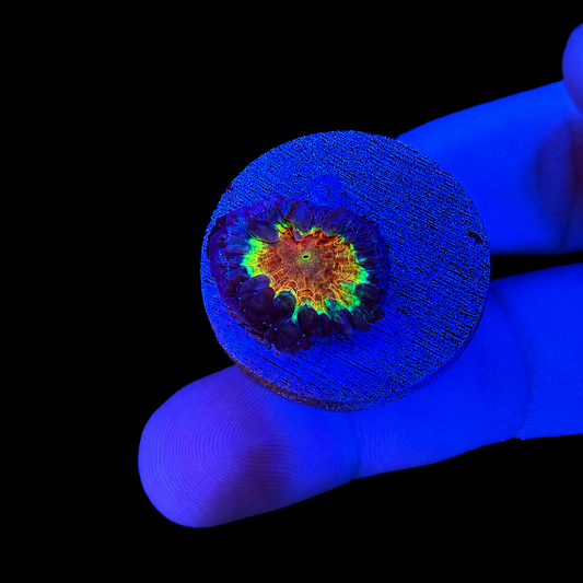 WYSIWYG High End Blasto Coral Frag