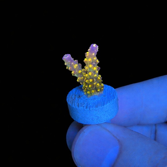 WYSIWYG Rainbow Loom Coral Frag