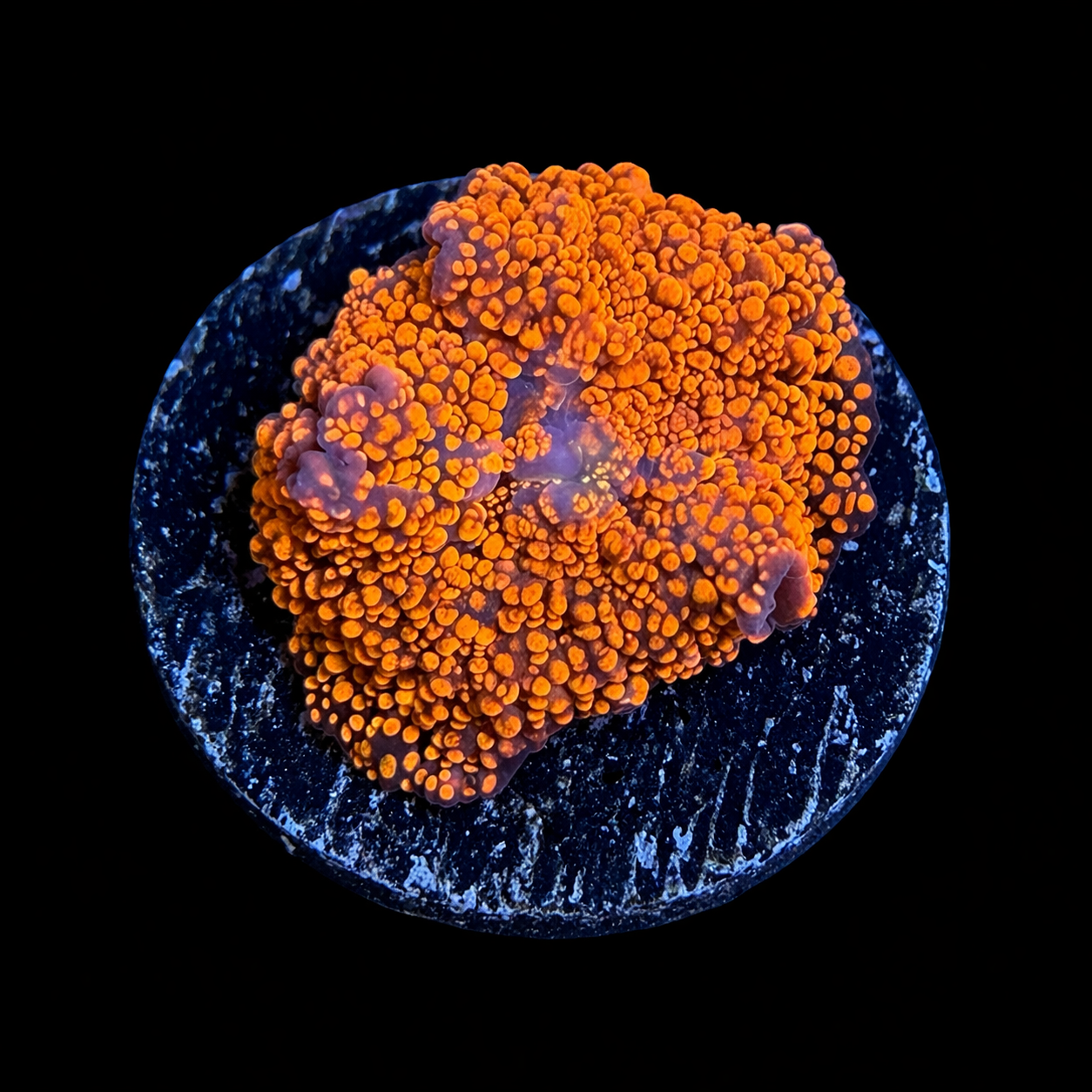 WYSIWYG High End Mushroom Coral