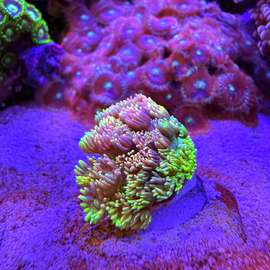 WYSIWYG Rainbow Goni