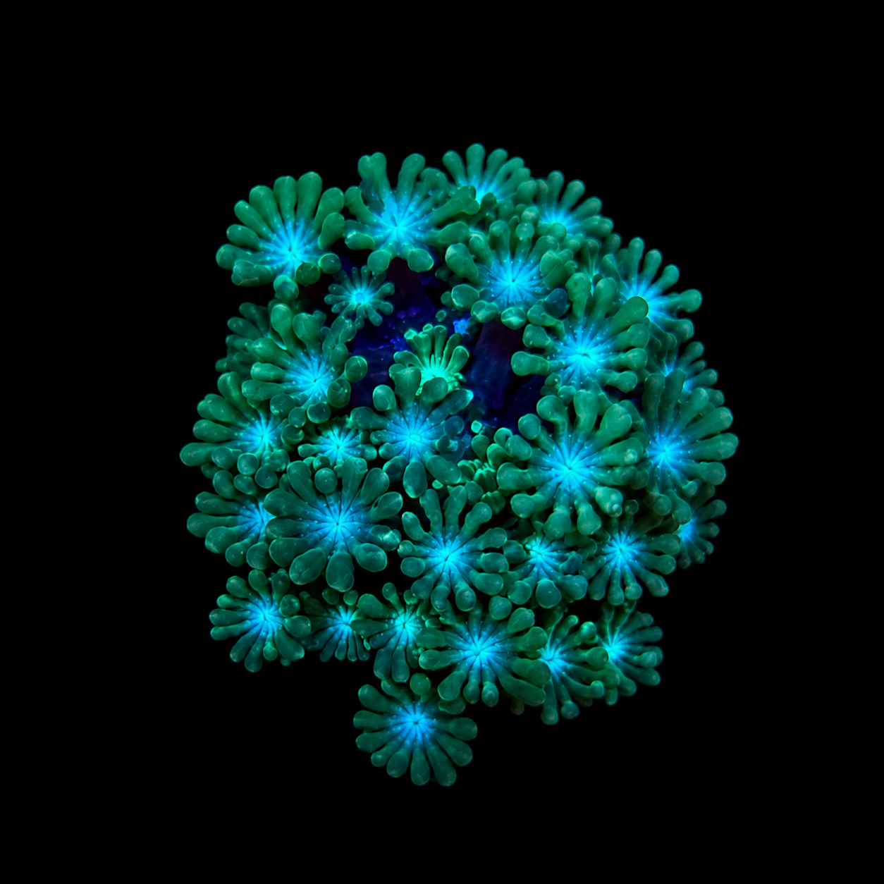 WYSIWYG Alveopora Coral