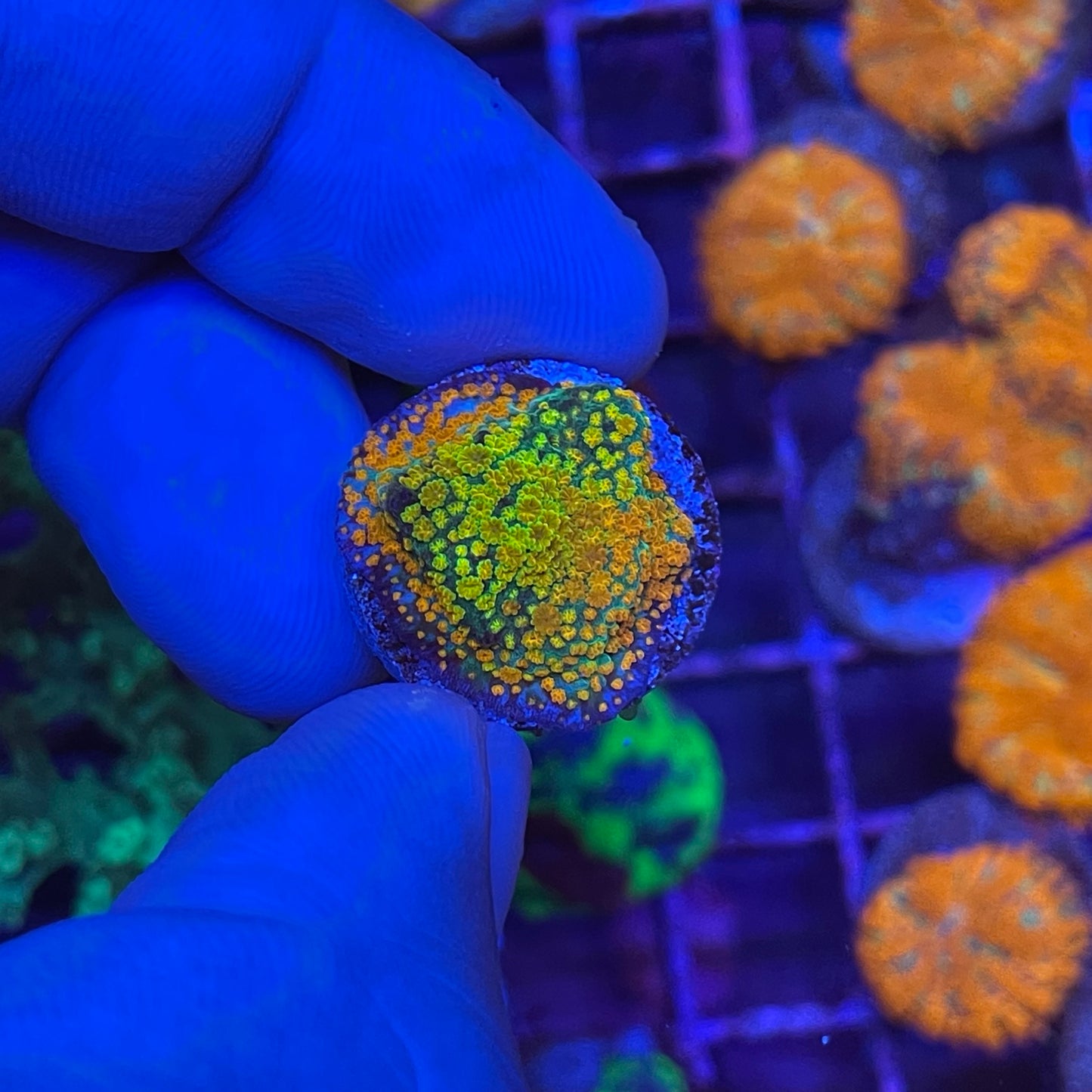 Hellfire Montipora