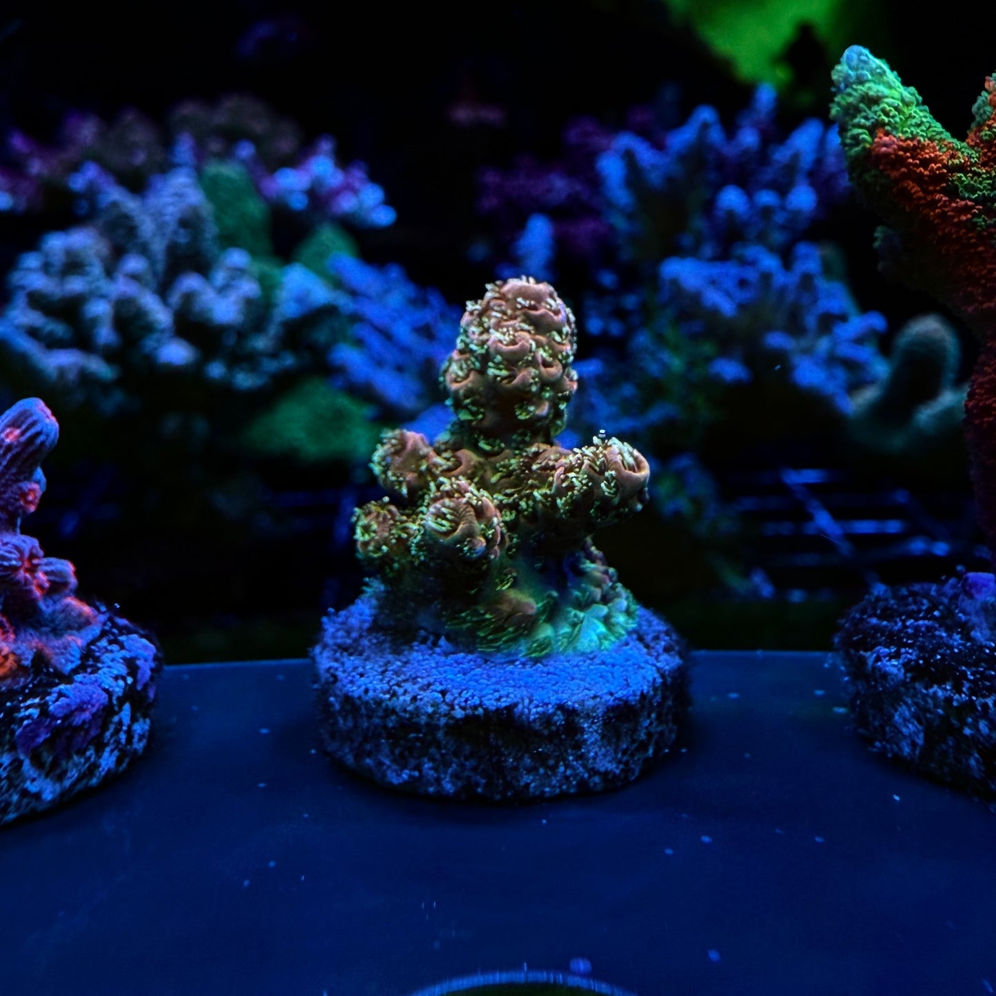 WYSIWYG Sunset Millie