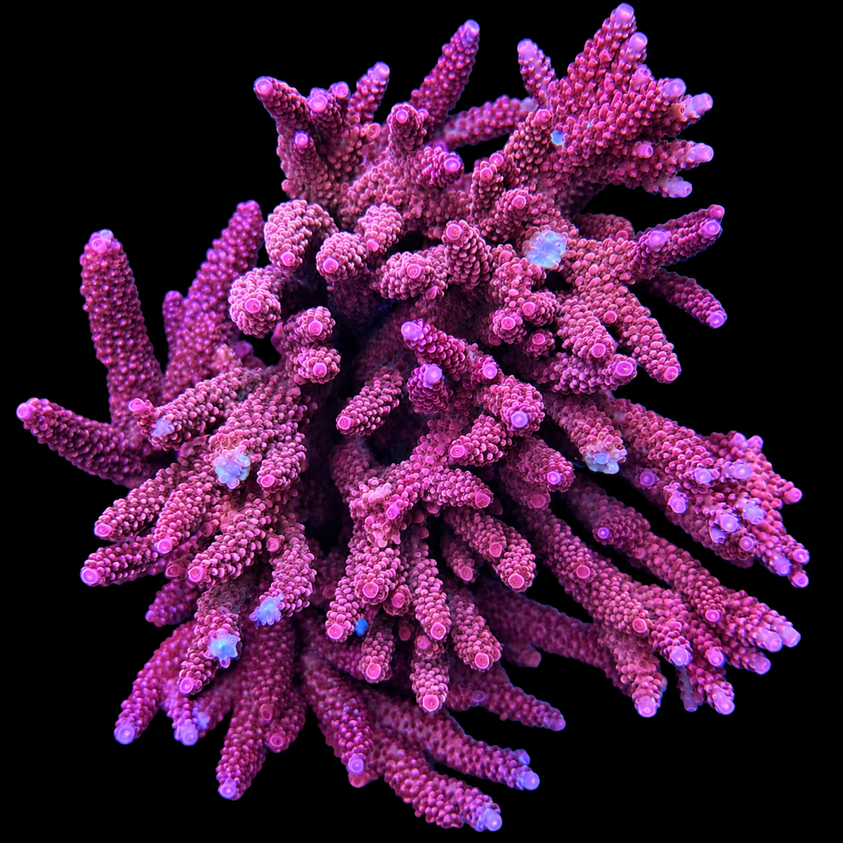 PC Rainbow Acropora Coral