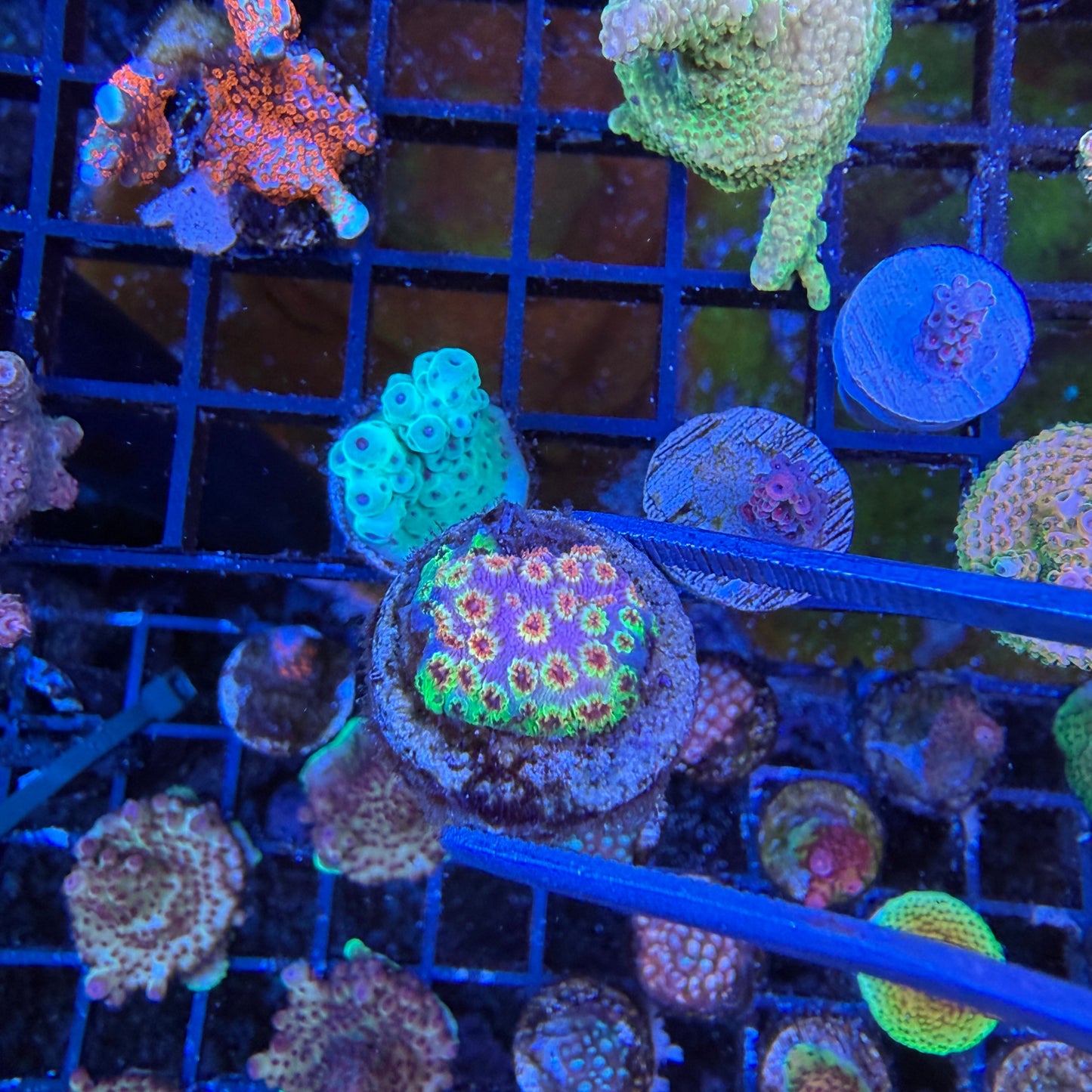 WYSIWYG Skittle Bomb Cyphastrea Coral