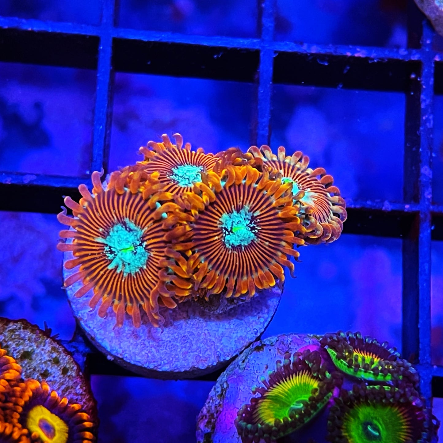 Magicians Zoanthids