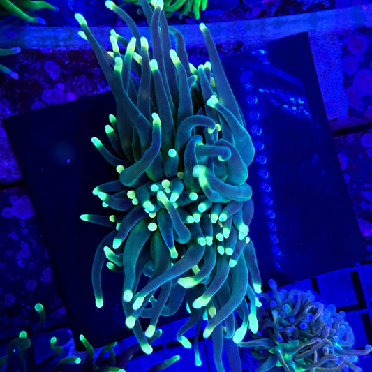 WYSIWYG Incredible Hulk Torch