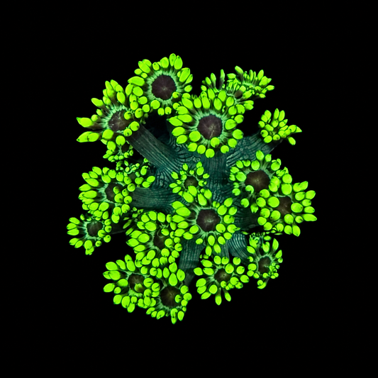 WYSIWYG Alveopora Coral