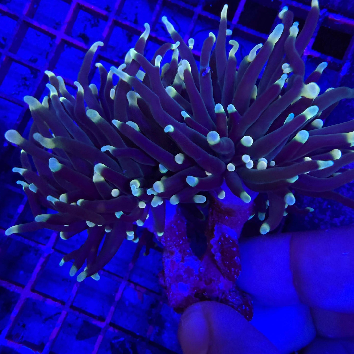WYSIWYG Indo Torch Coral